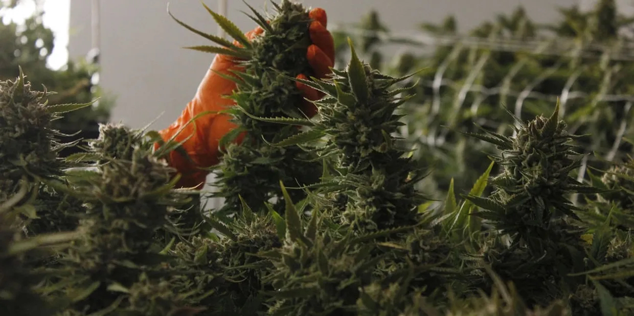 Cannabis Flower