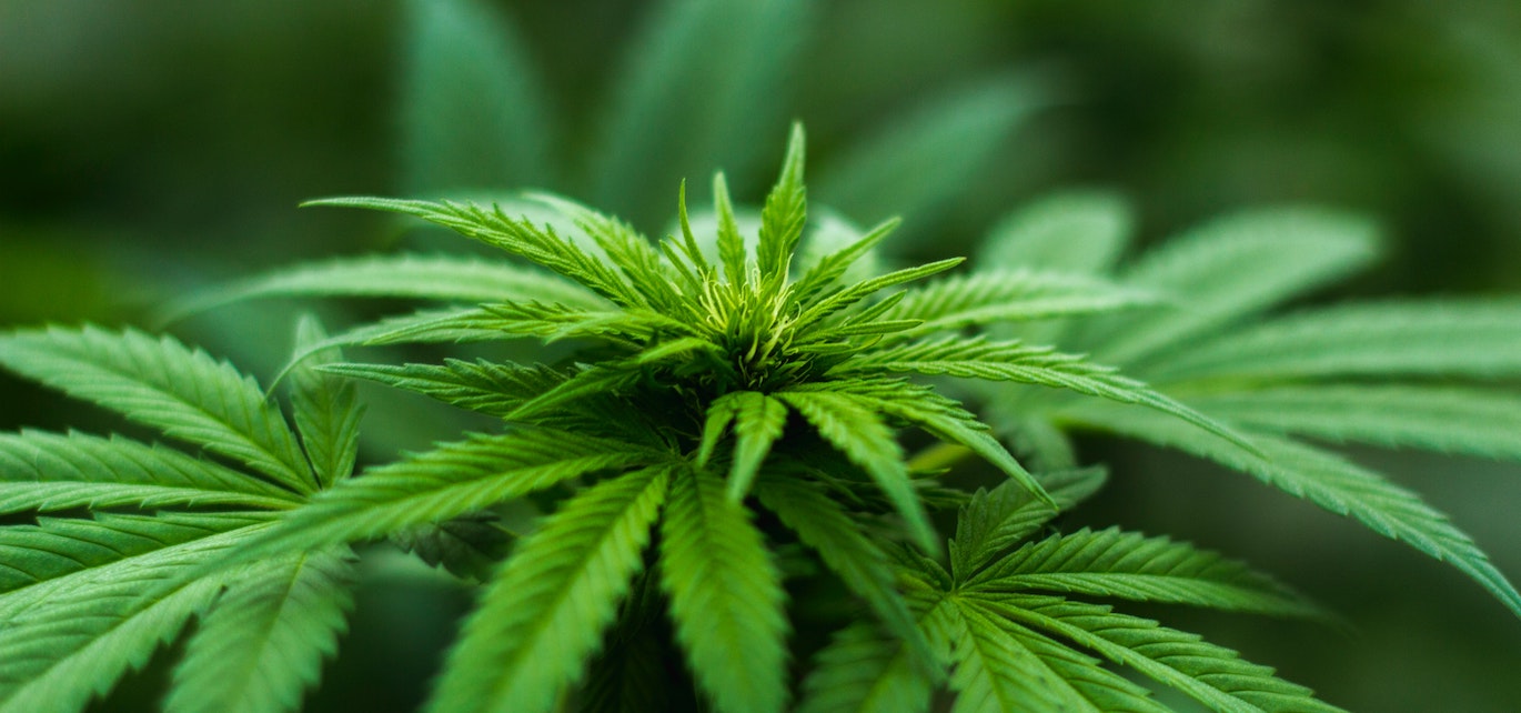 cannabis packaging