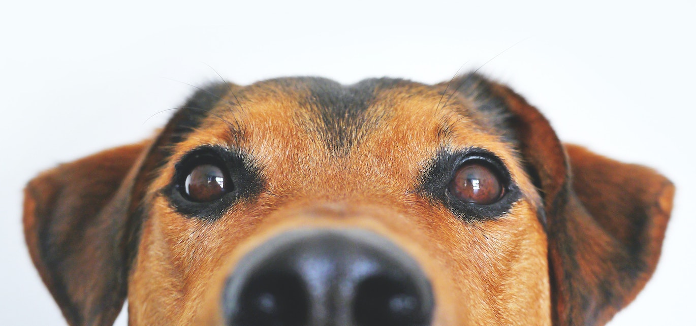 pet product packaging