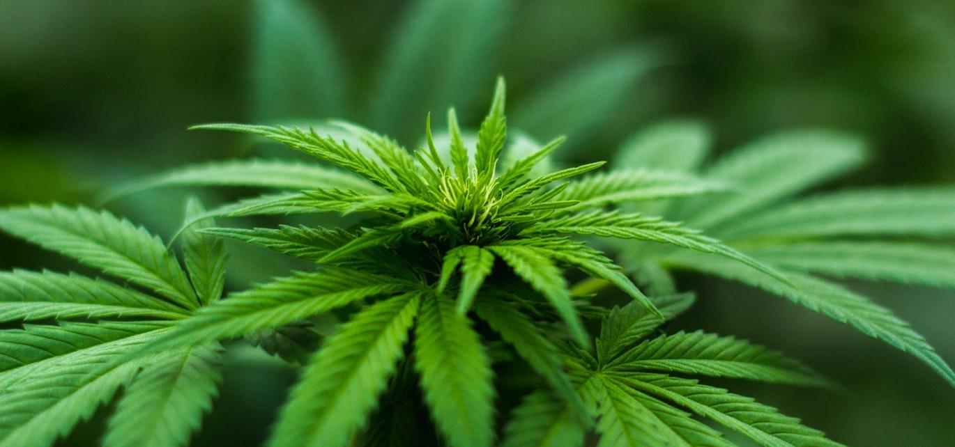 cannabis packaging