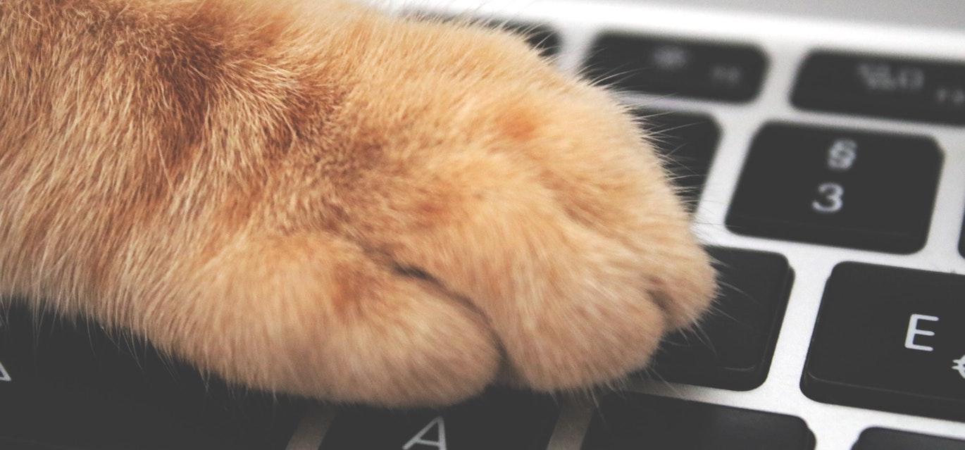 ecommerce pet care